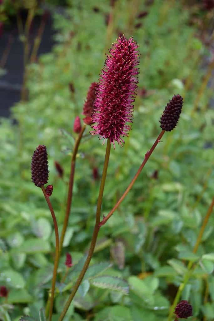 Sanguisorba menziesii ---